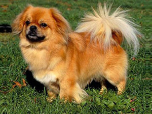 Золотистый Тибетский спаниель