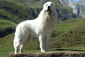 Большая пиренейская горная собака: описание породы и особенности