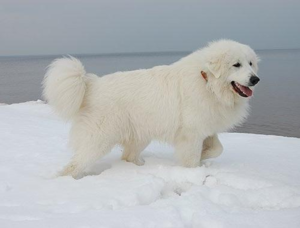 Большая пиренейская собака