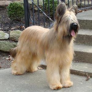 В чем отличие породы