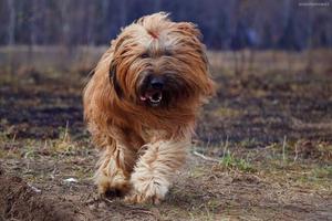 Чем кормить собак бриаров