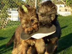 Как выглядит собака бриар