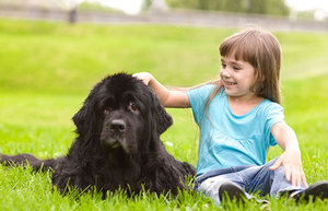 Водолаз: лучшая порода собак для семьи и дома