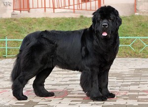 Описание собаки водолаза