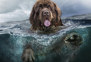 Какие повадки у собаки Ньюфаундленда