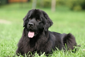 Как купить щенка Ньюфаундленда