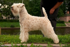 Как кормить терьеров