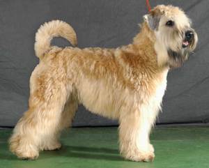 Описание породы