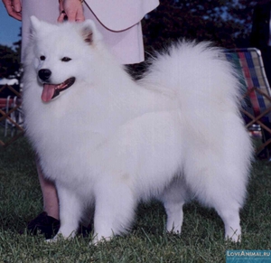 Как выглядит американский шпиц