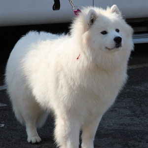 Американский эскимосский шпиц: порода, уход и характер