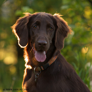 Содержание ретривера
