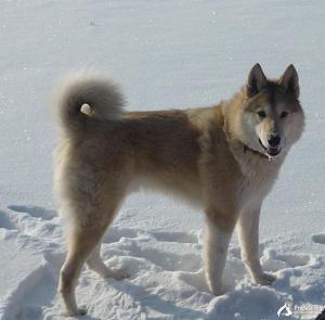 Описание внешнего вида лайки