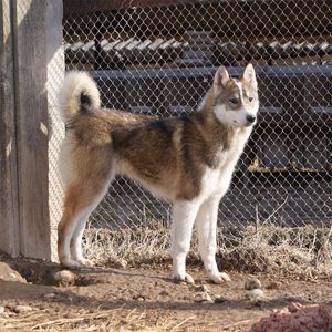 Западно-Сибирская лайка: особенности породы и уход