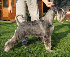 Шнауцеры: виды, характеристики и особенности породы