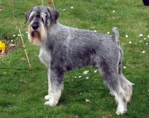 Как выглядят шнауцеры