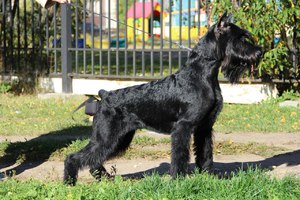 Как выкормить щенка шнауцера