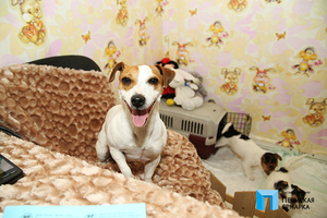 Разновидности пород собак