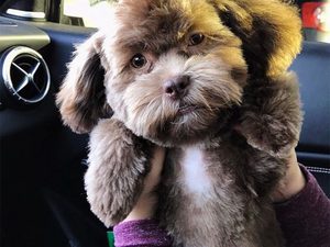 Какие собаки самые популярные