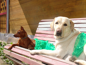 Самые популярные породы собак