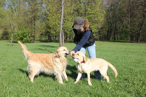 Золотистый ретривер vs лабрадор: в чём разница между породами?