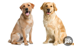 Ретривер и лабрадор