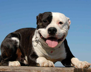 Стаффордширский английский бультерьер, описание