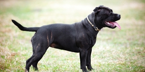 Стаффордширский бультерьер: описание породы, характер и уход