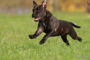 Бегущий черный стаффордширский бультерьер