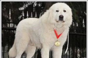 Маремма-абруццкая овчарка: особенности породы и уход