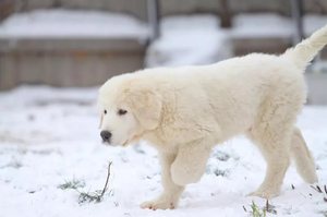 Несбалансированность движений собаки