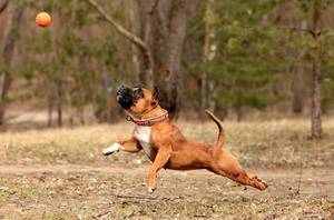 Стаффордширский английский бультерьер играет в мяч с хозяином