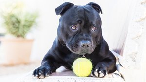 Маленький черный стаффорд