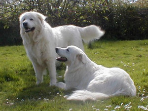 Уход за шерстью собаки