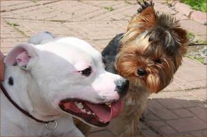  бультерьер и маленькая собачка