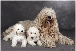 Щенки  собаки командор Командора 