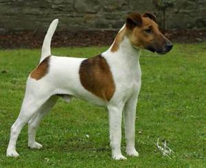 Гладкошёрстный фокстерьер: описание, характер и уход