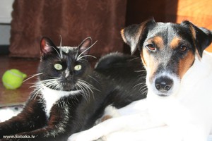 Гладкошёрстный фокстерьер и кот