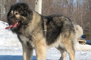 Кавказская овчарка: содержание
