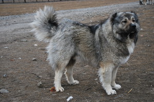 Выгуливание кавказца Кавказской овчарки