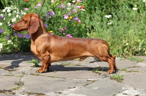 Такса: характеристики породы, уход и особенности содержания