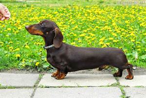 Содержание таксы в квартире