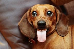 Характеристика породы собак Такс