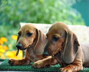 Короткошерстные таксы