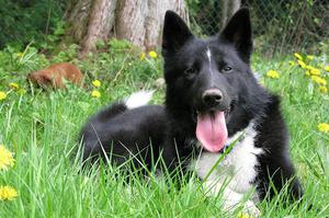 Происхождение породы  Карельская медвежья собака