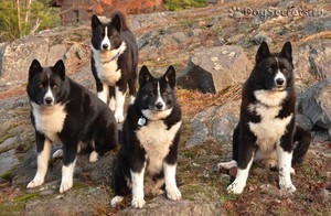 Характер медвежьих собак