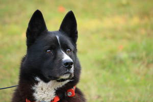 Обучение и социализация карельской медвежьей собаки