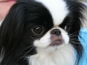 Порода собак японский хин