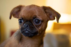 Уход за брабансонами