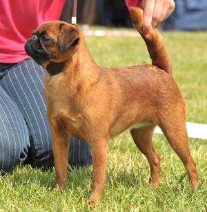 Уход за малым брабансоном: советы по содержанию и здоровью