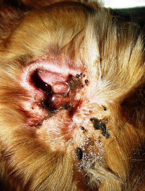 Ушной клещ у собаки